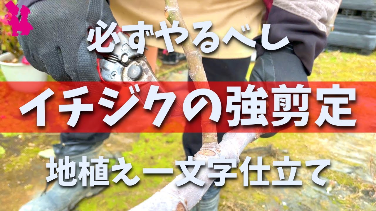 【必須】イチジクに実をつけるための強剪定を園芸農家が実演解説(一文字仕立て・地植え)