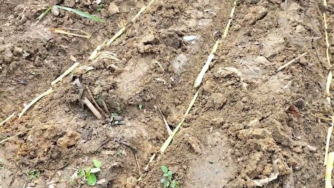 Planting more Napier Grass, Pasturing and giving green grass to my goats and sheep!