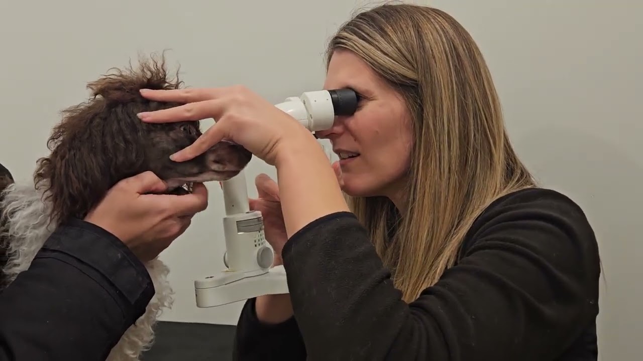 OFA Eye Examination Example