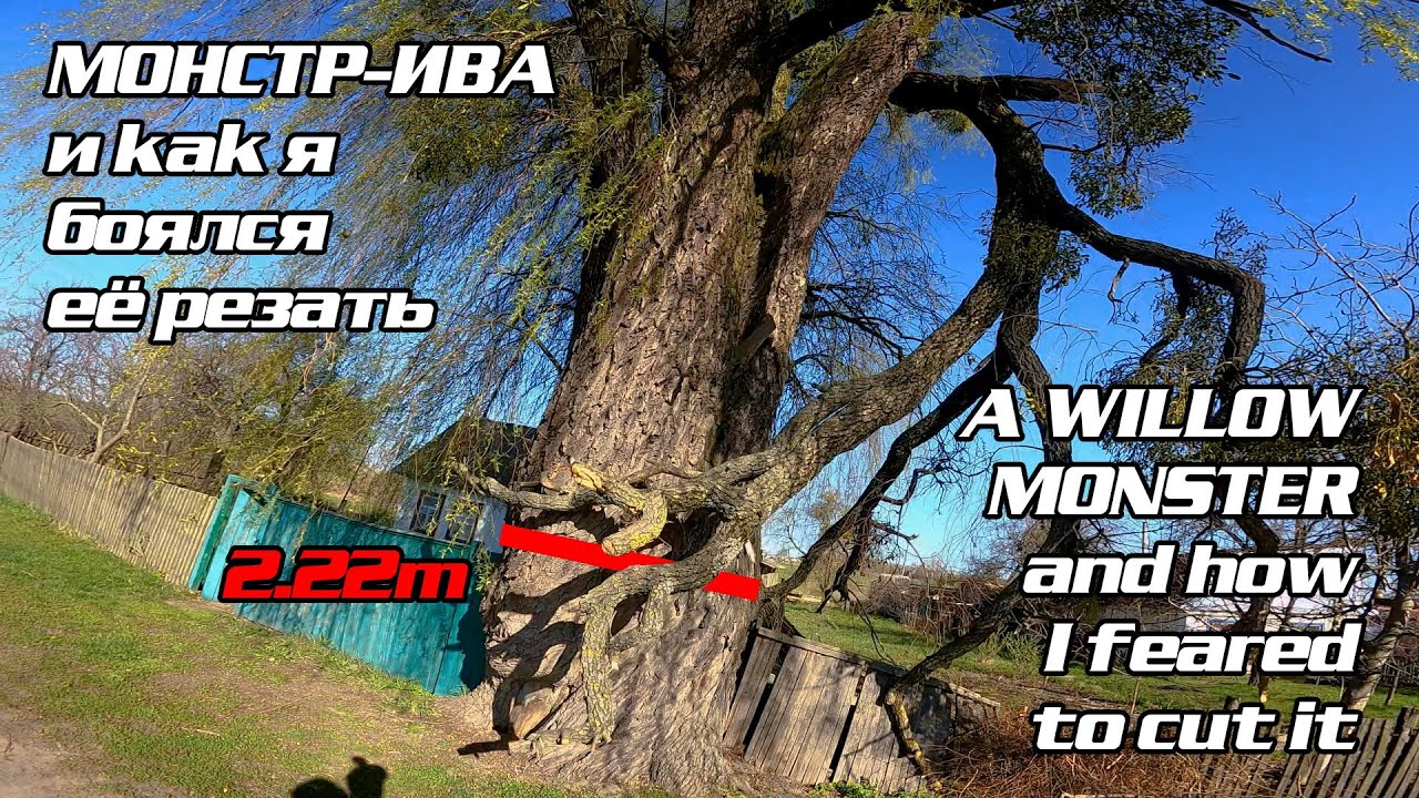 Режем Гигантскую иву  Cutting a giant willow