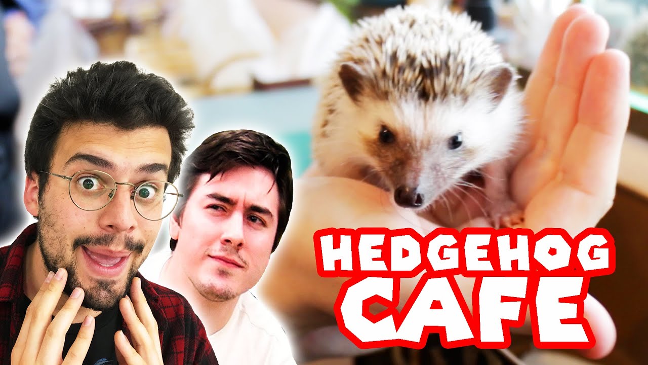 Tokyo's First Hedgehog Cafe!