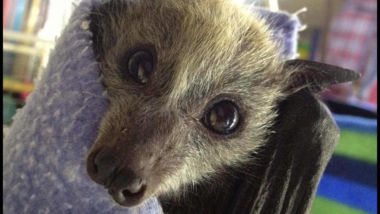 Baby bat playtime in the sun:  Sebastian, Trappie, Sos, Bugalugs and Dusty