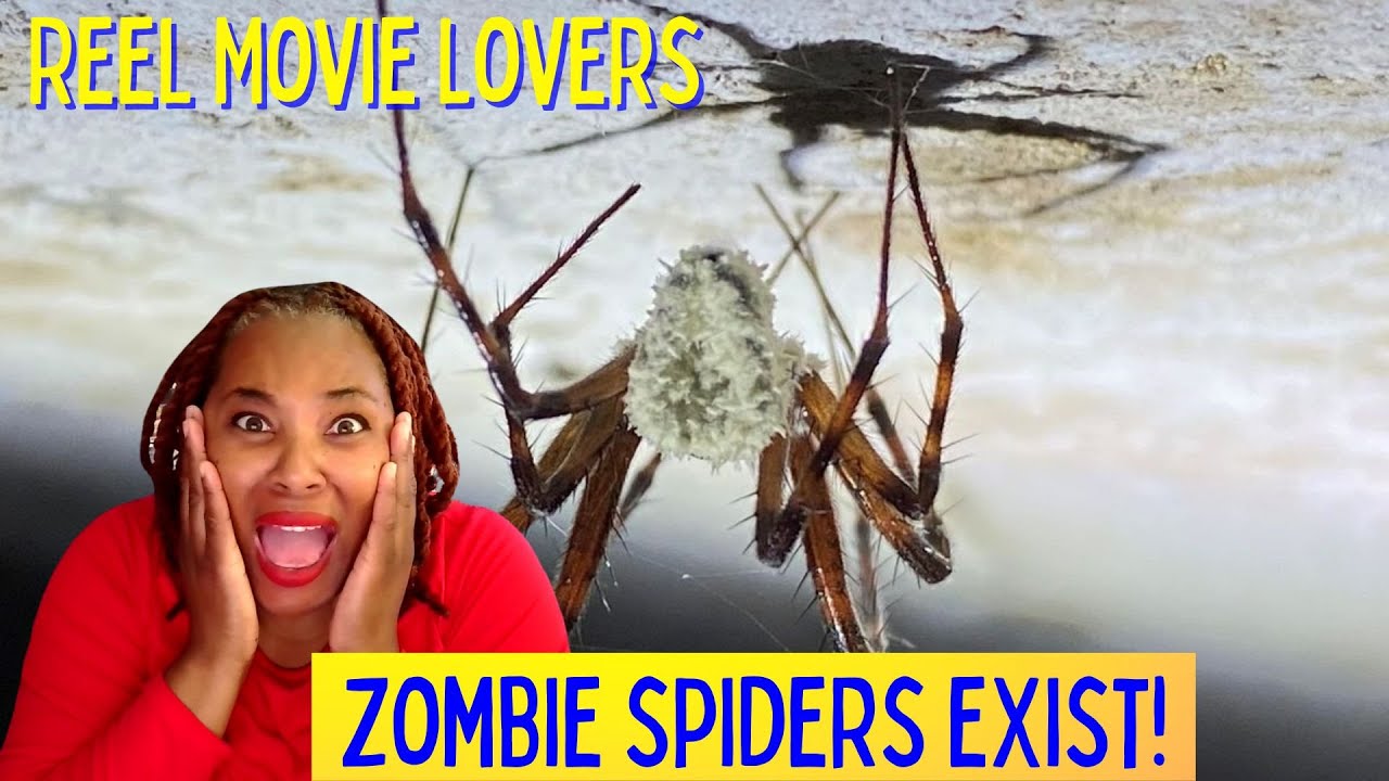 Sci-Fi horror meets Real-Life Science with Zombie Spiders Discovery | RML Clip #spiders #scifi