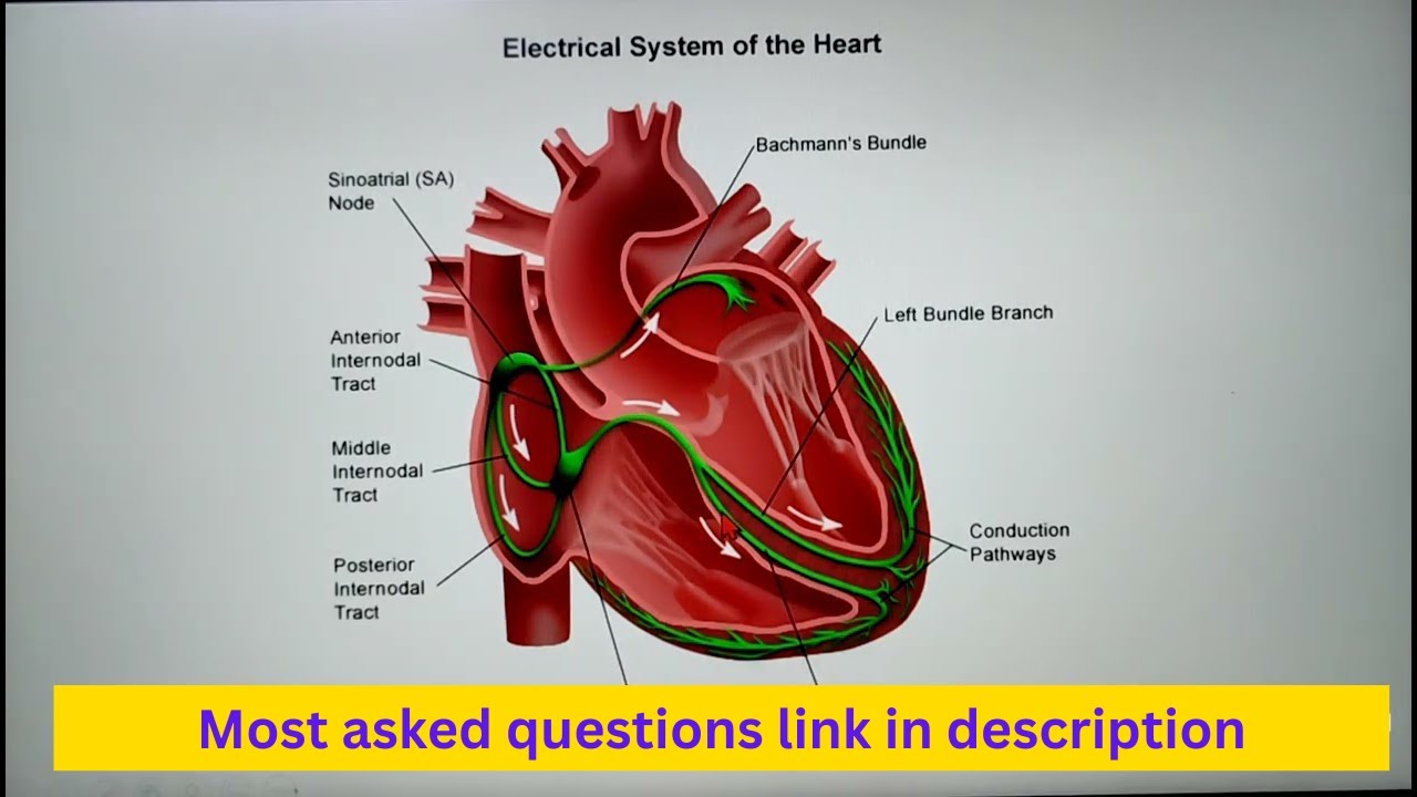10 Anatomy questions for CPC exam, medical coding interviews, Interview Q&A pdf link in description