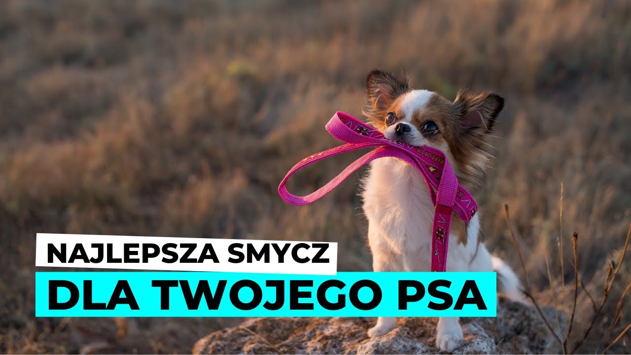 LINKA TRENINGOWA dla psa - po co i jak z niej korzystać