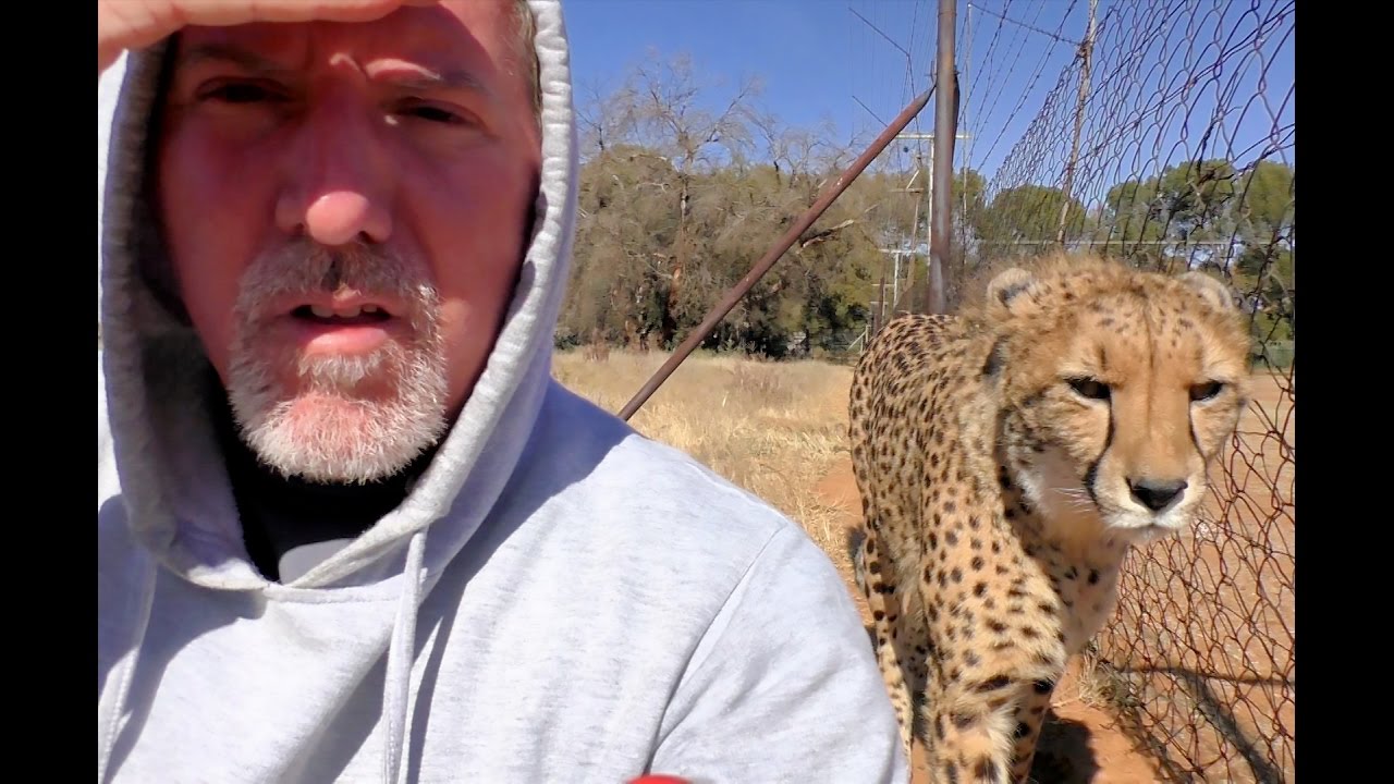 Can You Turn Your Back On Cheetahs?  I Test Ambush Theory With Big Cats & Cubs| Halloween Edition