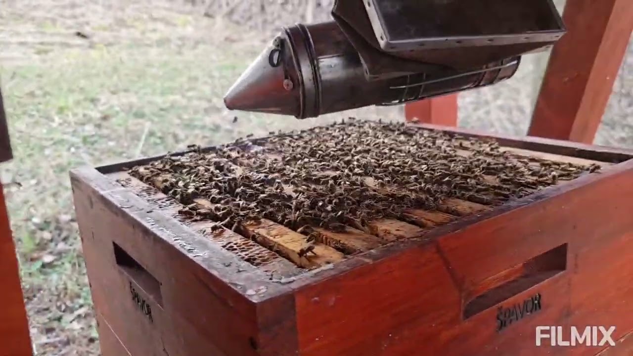 Jaro, 15 zakladených plástů, plod ve třech nastavcích, 22.3.2023