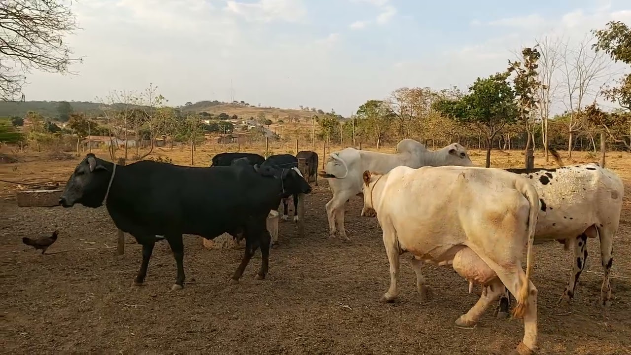 VACADA DE LEITE PREÇOS ATUALIZADO