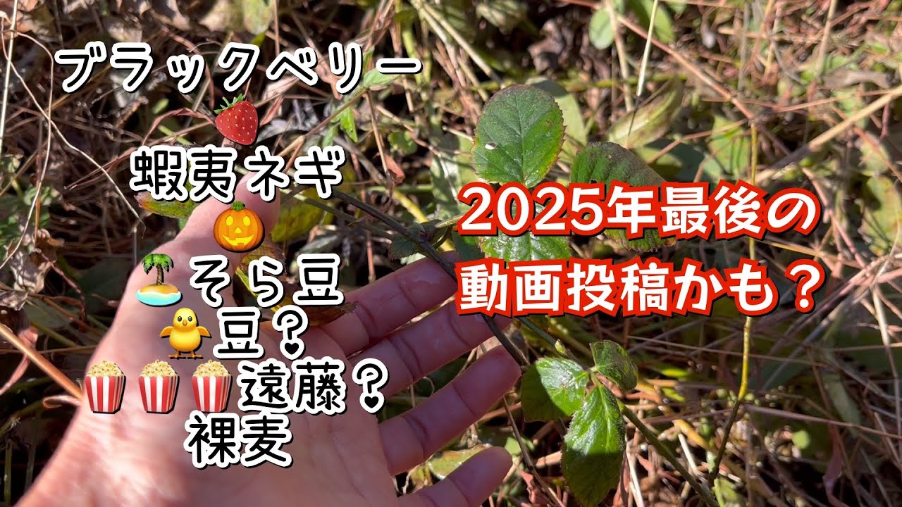 ブラックベリー植えた12月22日【2025年最後の動画投稿で残った仕事をやっつけた！】