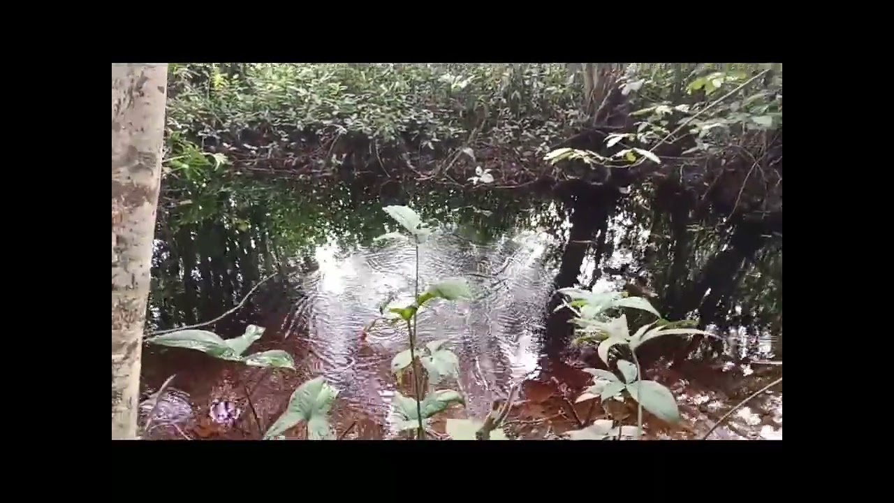 Pertualangan berburu monster labi labi..terjumpa jalan dalam hutan peninggalan zaman komunis..😱😱