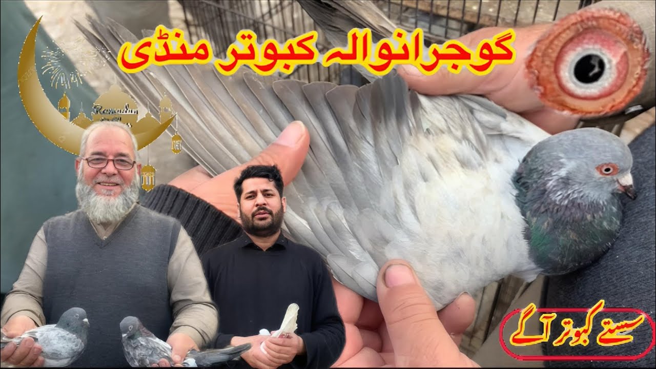 Gujranwala Kabutar Mandi || Ep 207 || گوجرانوالہ کبوتر منڈی 