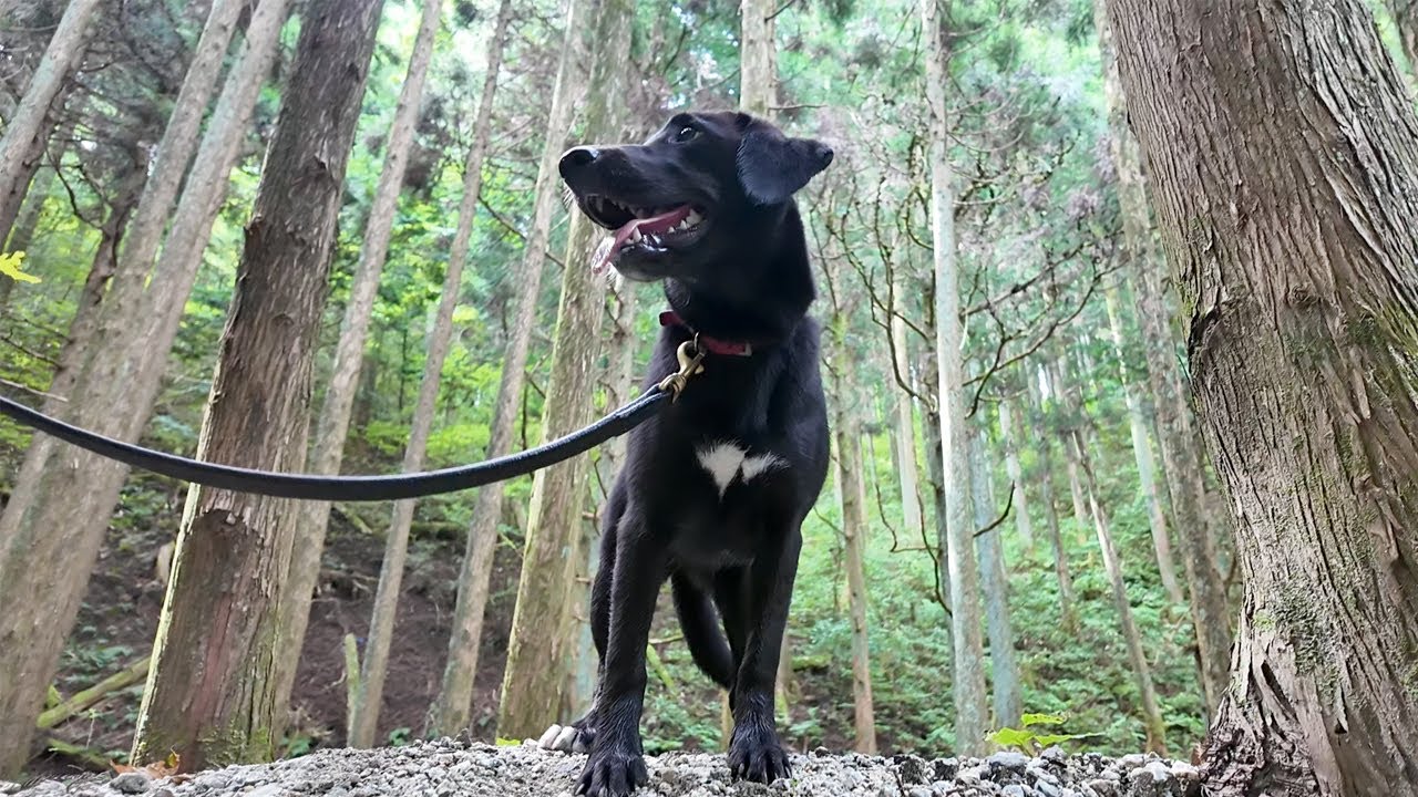 【犬Vlog】はじめて山へ連れていったら滝を見つけて大はしゃぎしました。