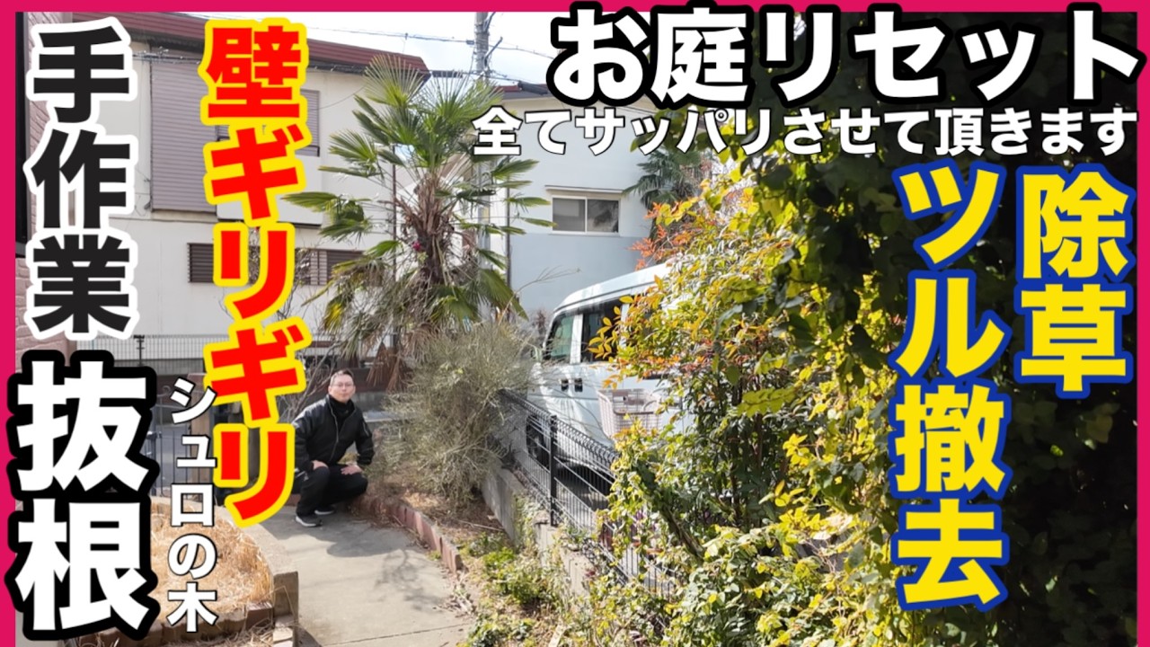 仕事編】お庭をリセットしたい！　元住民の方が作られたお庭をリセットしてスッキリさせたい　壁ギリギリに生えたシュロの木など伐採、抜根、蔓撤去、除草、フェンス撤去していきます