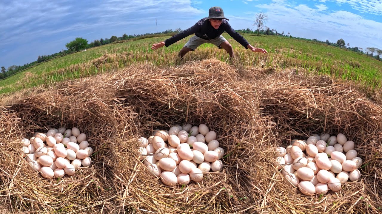 Unique Amazing, Farmer skills   pick duck eggs in rice field by hand