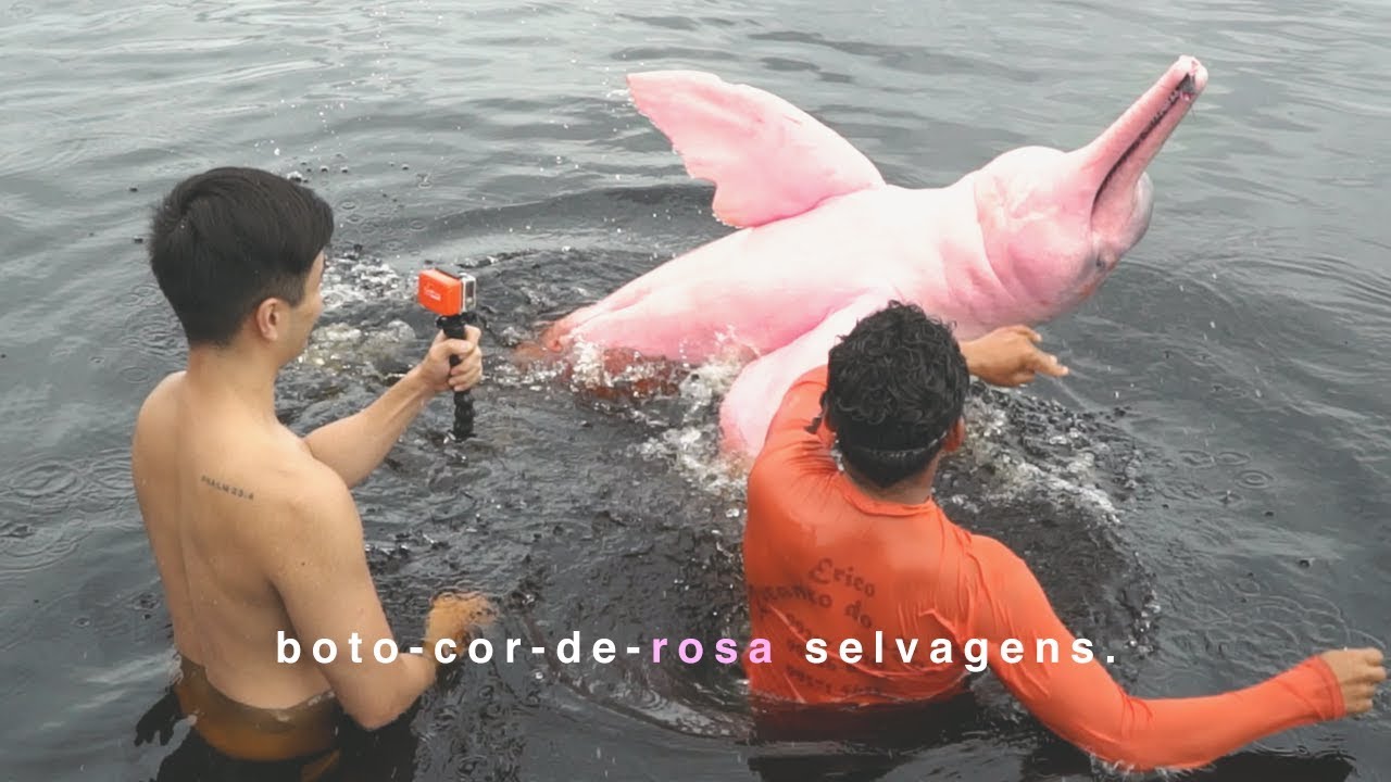 NADANDO COM O BOTO-COR-DE-ROSA + ENCONTRO DAS ÁGUAS! - Manaus