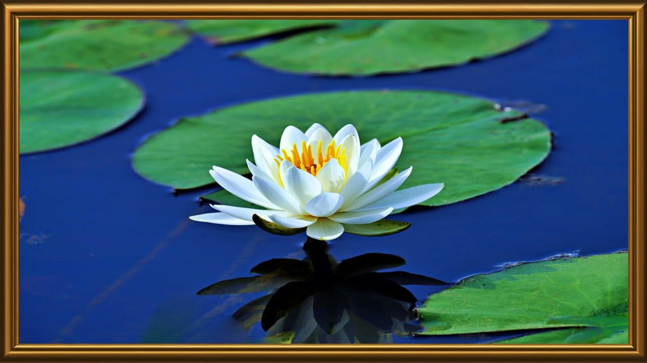Lotus Tv Frame Art 4K | Beautiful Color |Tv Frame | @tvframeart9 #gaming #roblox #lucky #gold #day