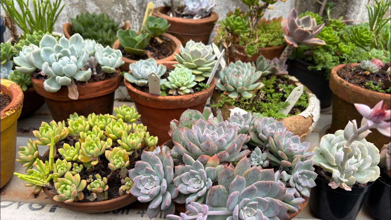Suculentas lindas outras estragadas  e uma orquídea Vanda florida 