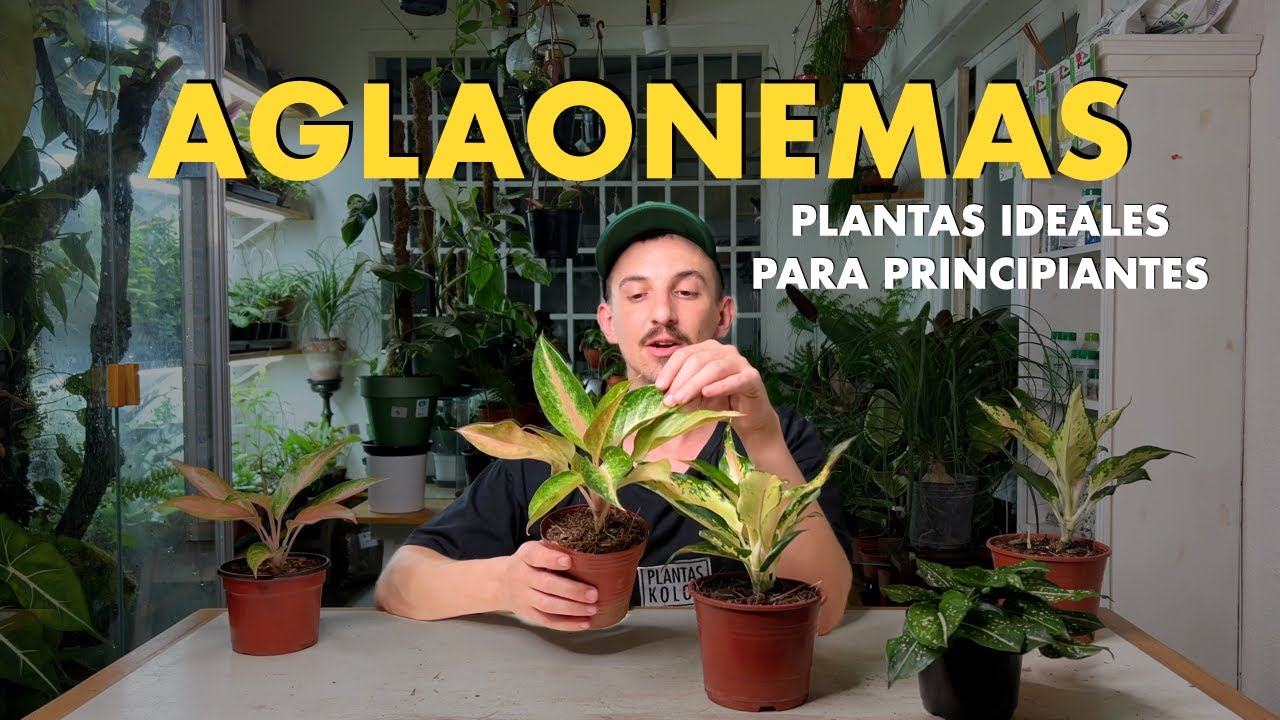 🌱 TODO sobre Aglaonemas ! ideales para principiantes o quienes busquen plantas fáciles de cuidar 🙌🏻