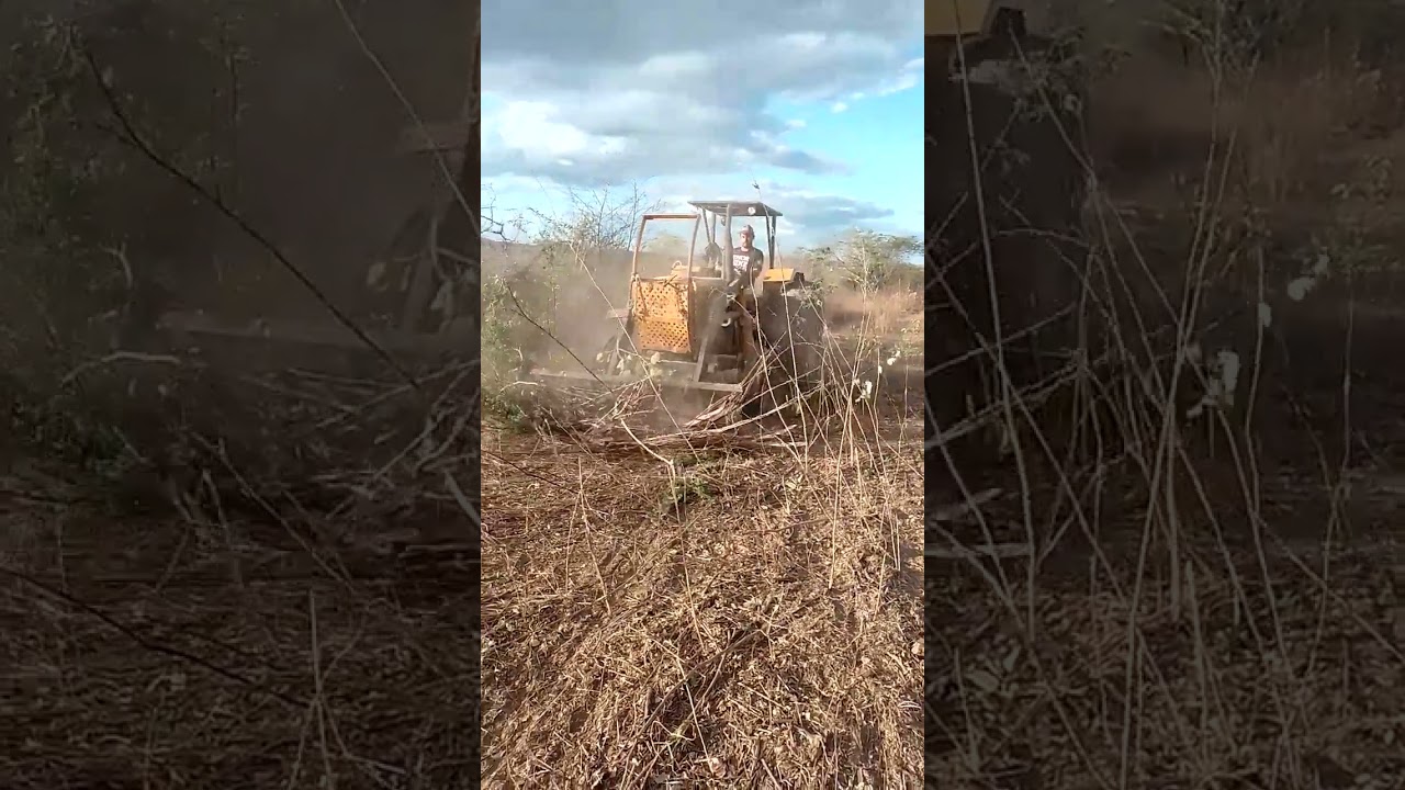 na limpeza de pasto