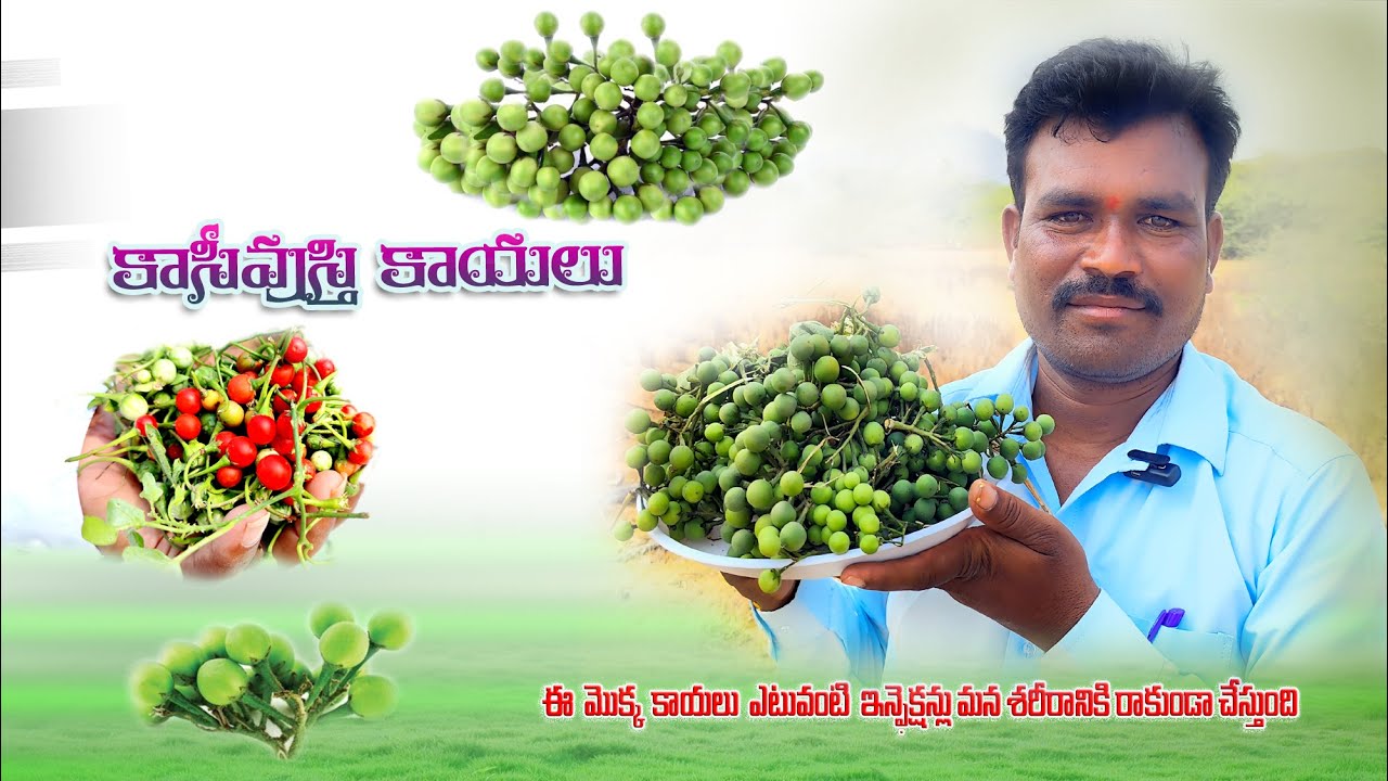 కాసిఉస్తి కాయలు|Benefits of Turkey Berry| village ayurvedam |mana village ideas| kasiusthi plant