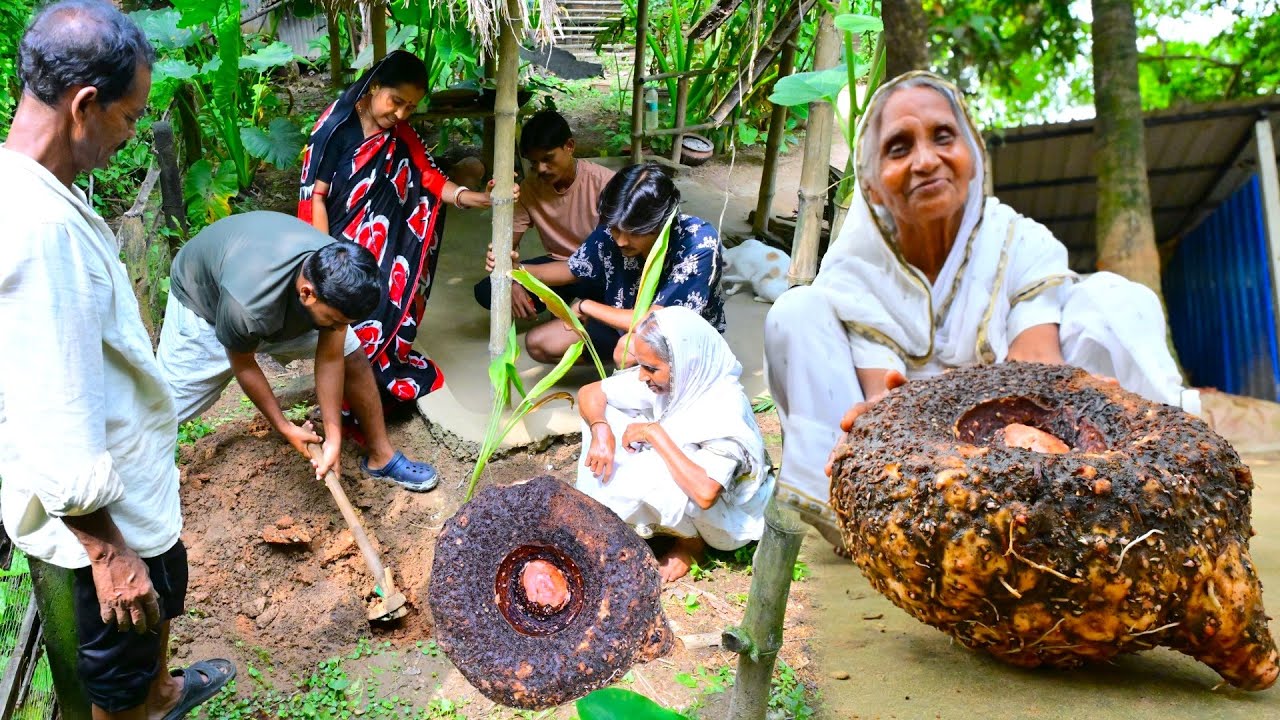 বাড়ি থেকে 7 kg ওজনের বিদেশি ওল তুলে ইলিশ দিয়ে দারুন স্বাদে রান্না | Hilsha & Elephant foot curry