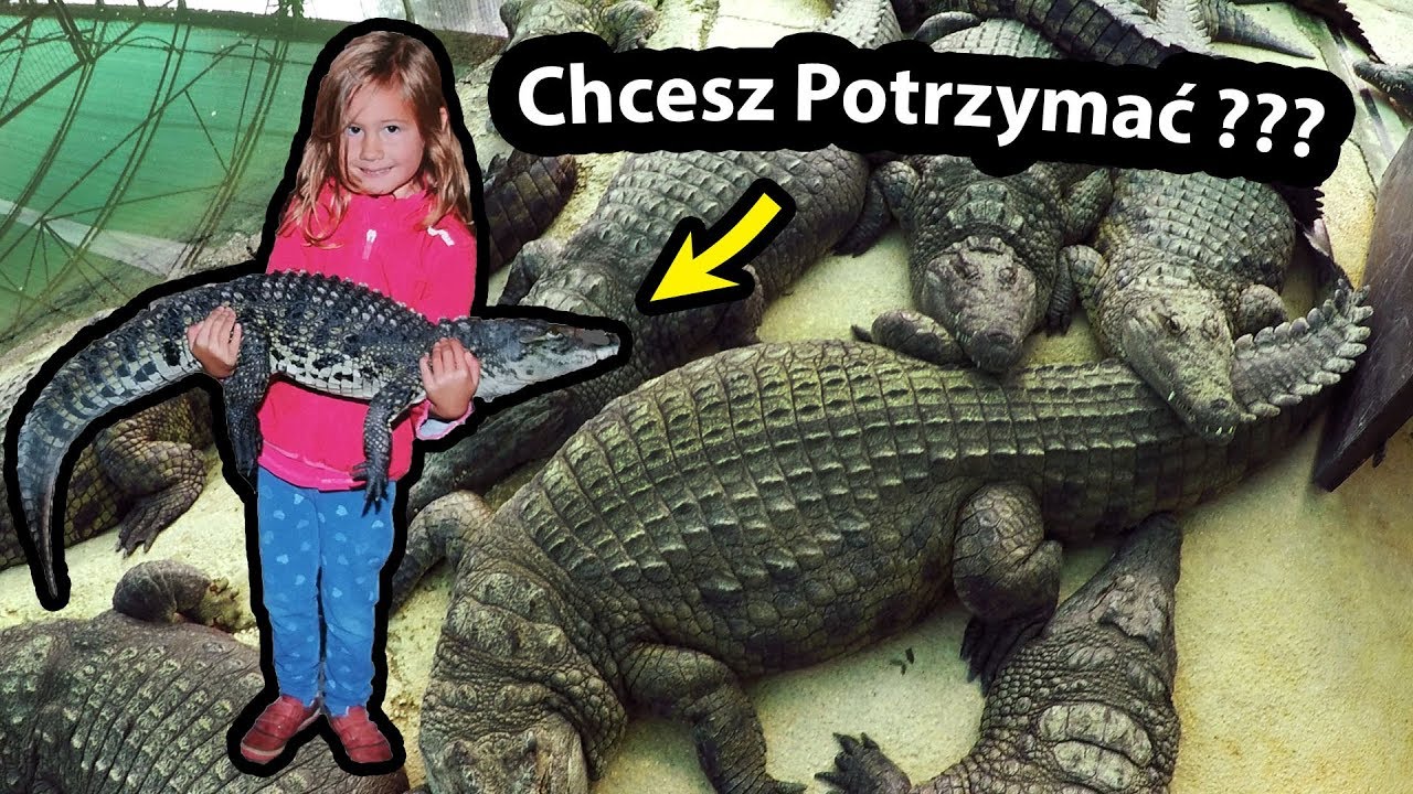 Prawdziwy Krokodyl !!! - Trzymamy go na Rękach ... (Vlog #247)