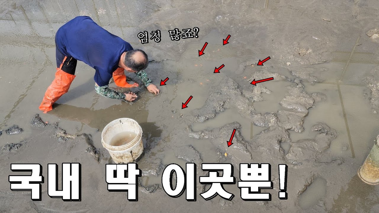 뻘 밭에서 금붕어를 잡는다고..?국내 딱 이곳뿐이라네요ㄷㄷ