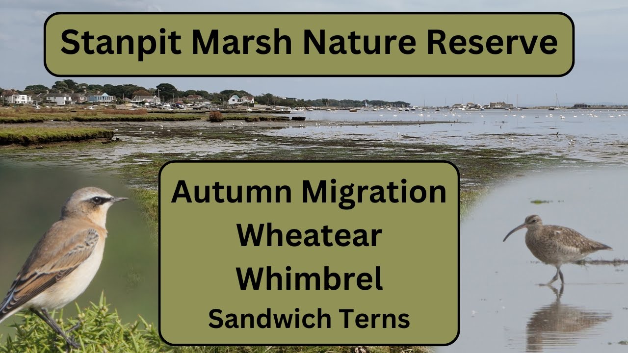 Stanpit Marsh - Autumn Migration. Wheatear, Whimbrel and Sandwich Turns