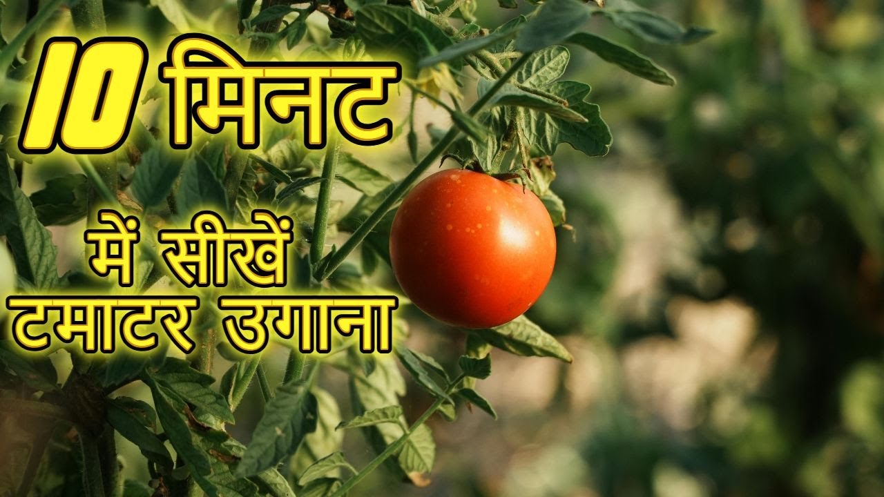 टमाटर उगाना सीखें घर पर | आसान 10-मिनट ट्यूटोरियल
