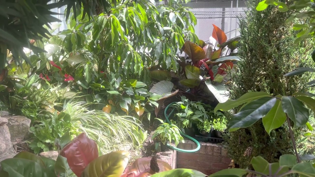 Butterflies at Krohn Conservatory Botanical Garden. April 2, 2023
