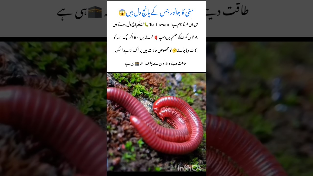 Unbelievable Earthworm🪱 Facts🤯 #earthworm #naturefacts #wildlife #nature #shorts