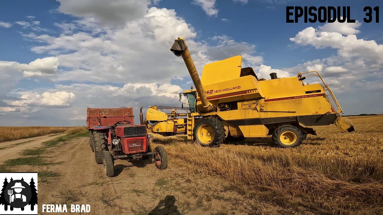 La Recoltat orz ( New holland TF42 )