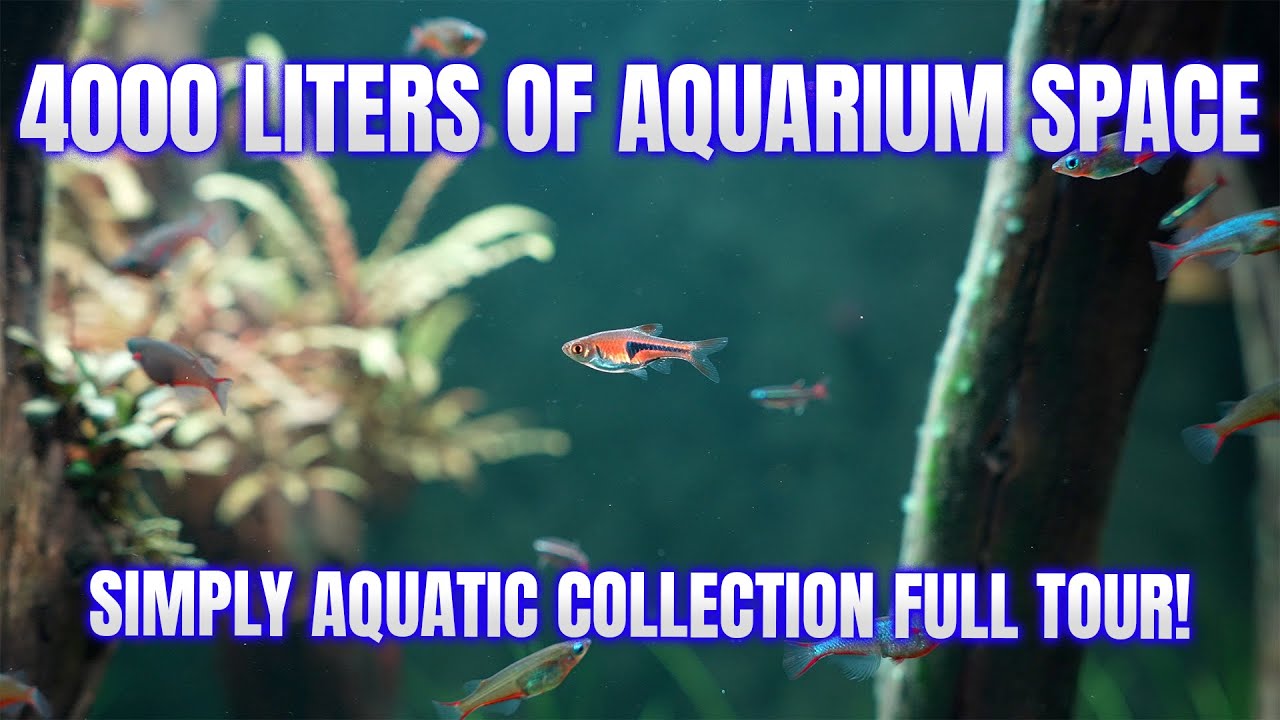 Running 4000 Liters of Aquariums! (Fish Room & Breeding Setup Tour)