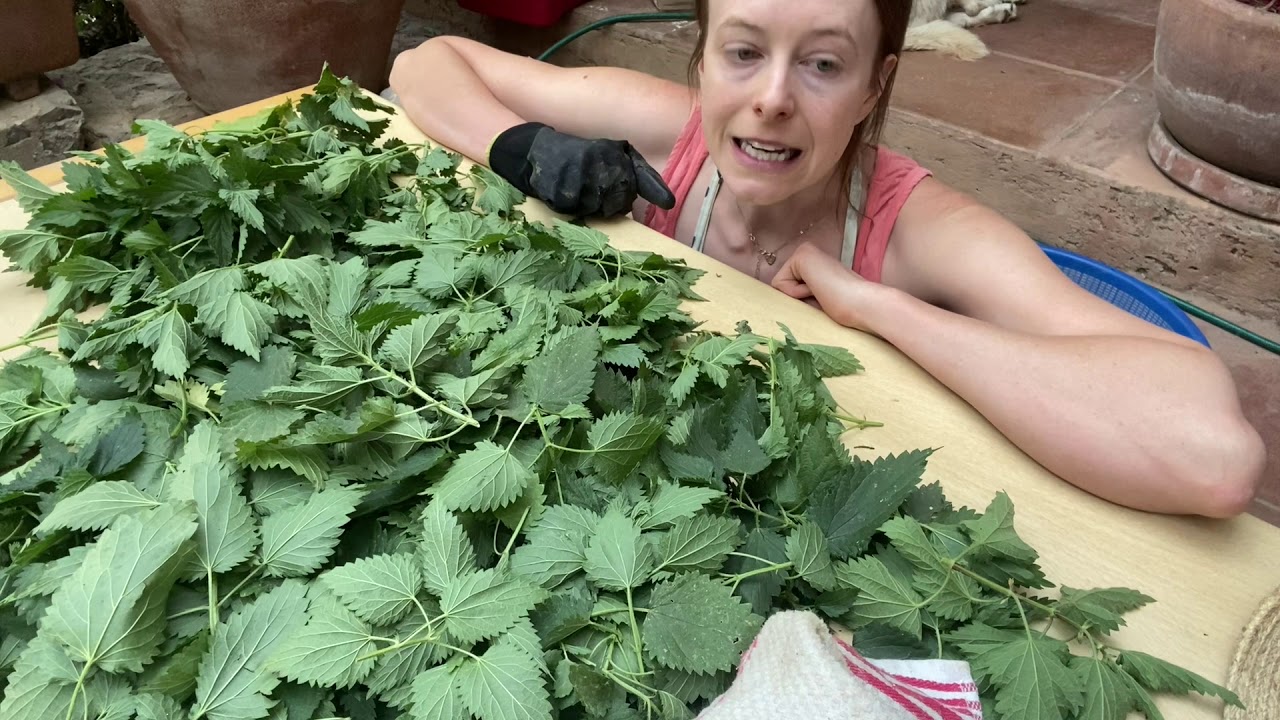 Infusi&oacute;n de ORTIGA | una gu&iacute;a completa
