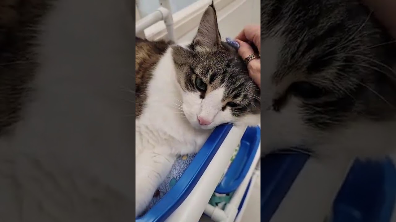 Caring for Cats Live - December 2025