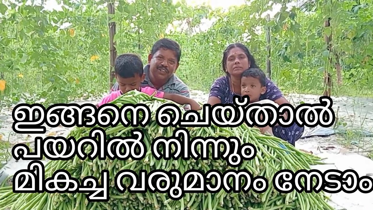 പയറു കൃഷി ലാഭകരമാക്കാം..Pulses can be made profitable #farming #agriculture #farmlife#farmer#country