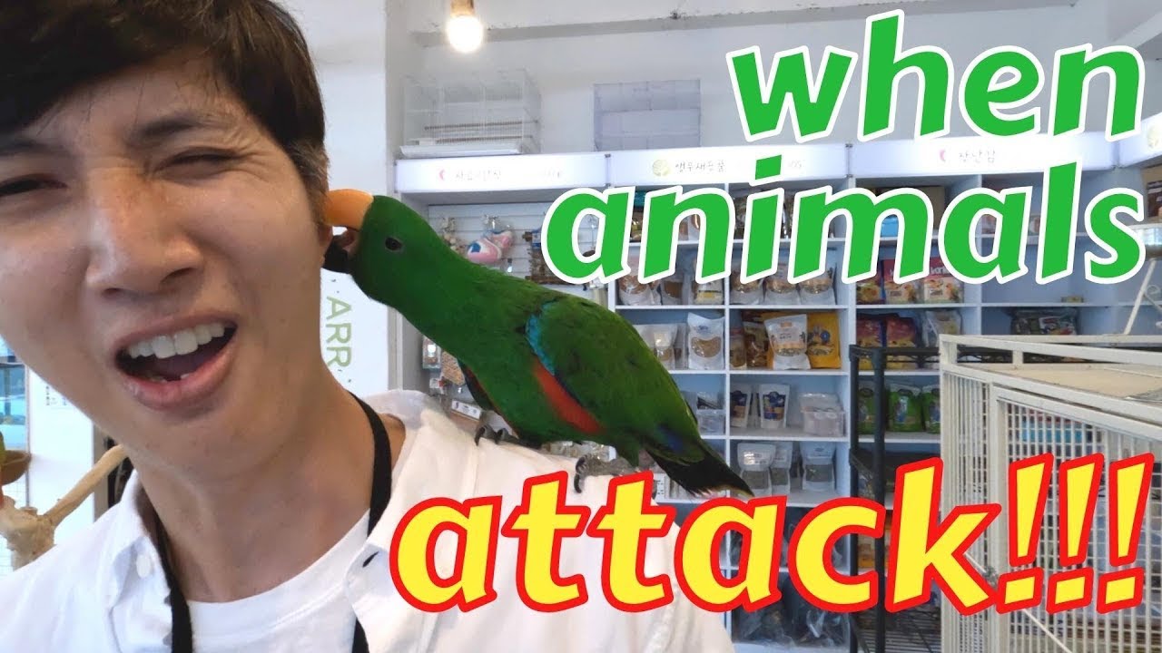 Bird Cafe in Korea