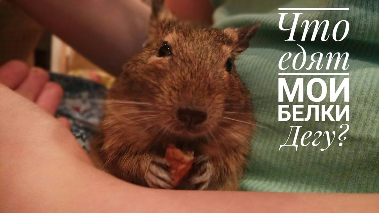 Корм для белок дегу// Чем я кормлю своих белочек?
