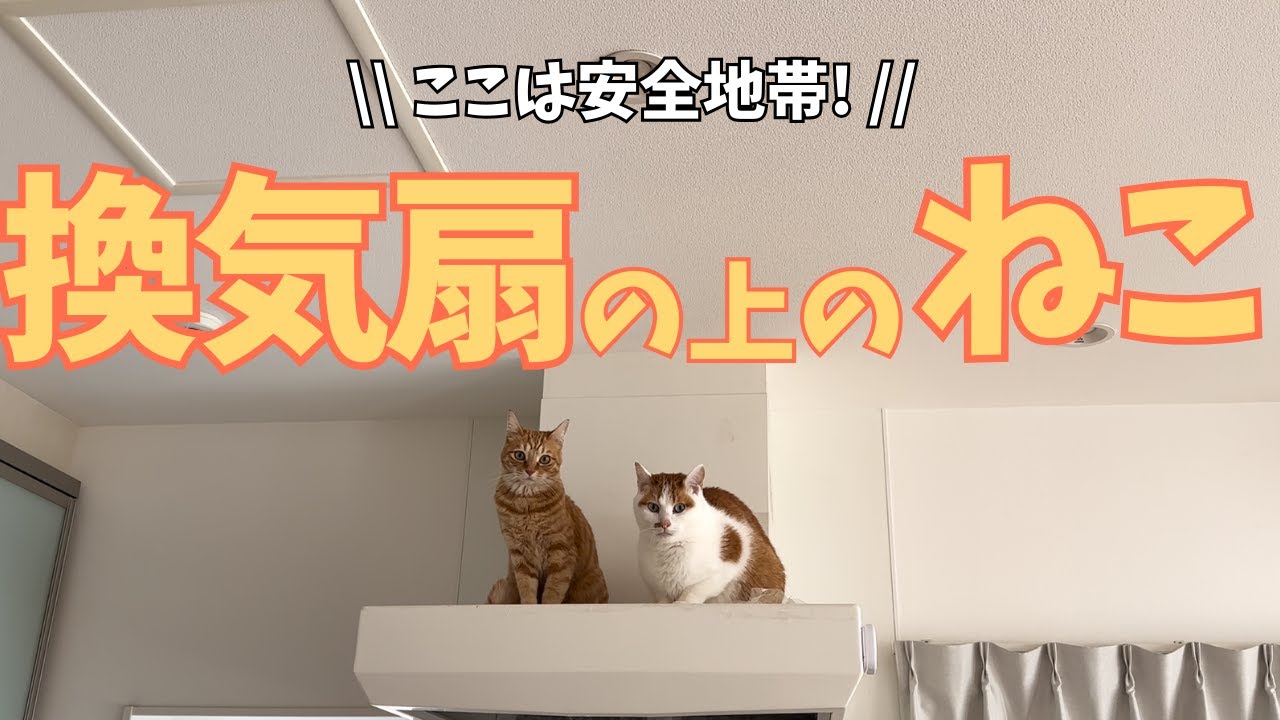 換気扇の上のねこ｜ねこプロしたり、くつろいだりする安全地帯！