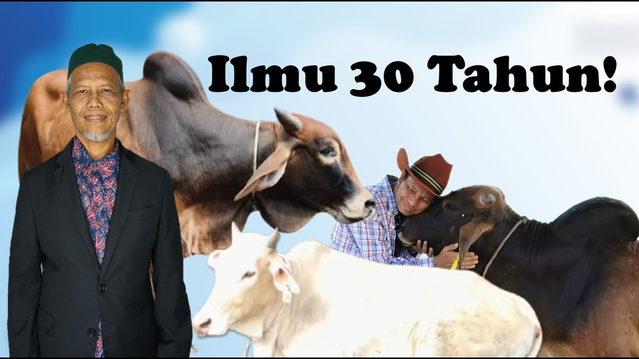 Kursus Penternakan Lembu Pedaging | Asas, Modal & Potensi Untung untuk Usahawan Tani