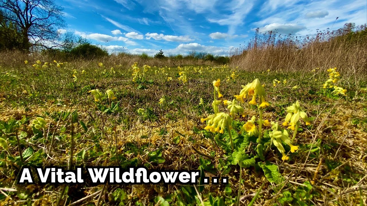The Cowslip - One of Nature's finest . .