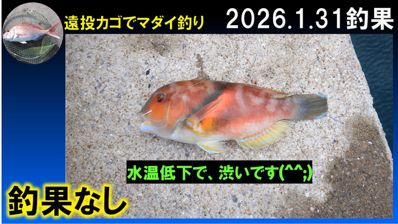 カゴ釣り（2026.1.31中潮↓）×