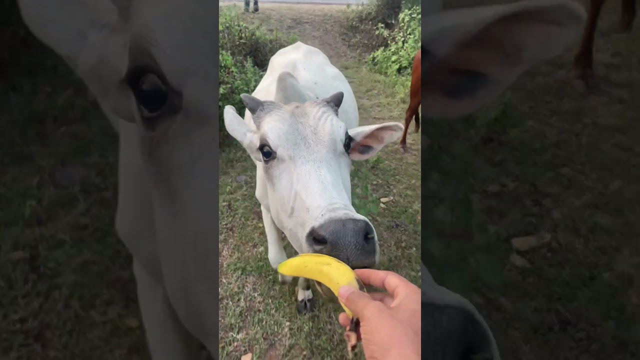 ✨ Pure Love with Sahiwal Cow | Desi Cow Feeding Video #gay #cow #shorts #ytshorts