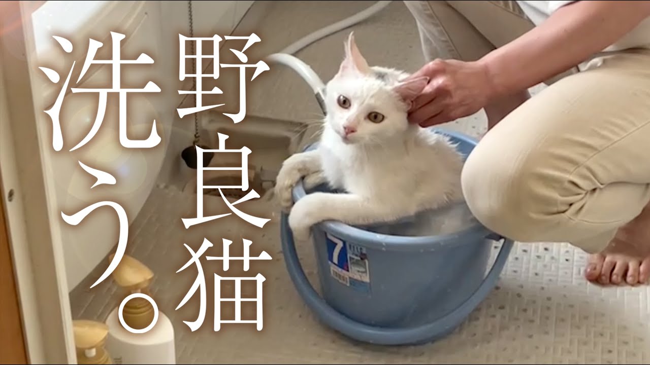 不思議な野良猫は、お風呂も平気。