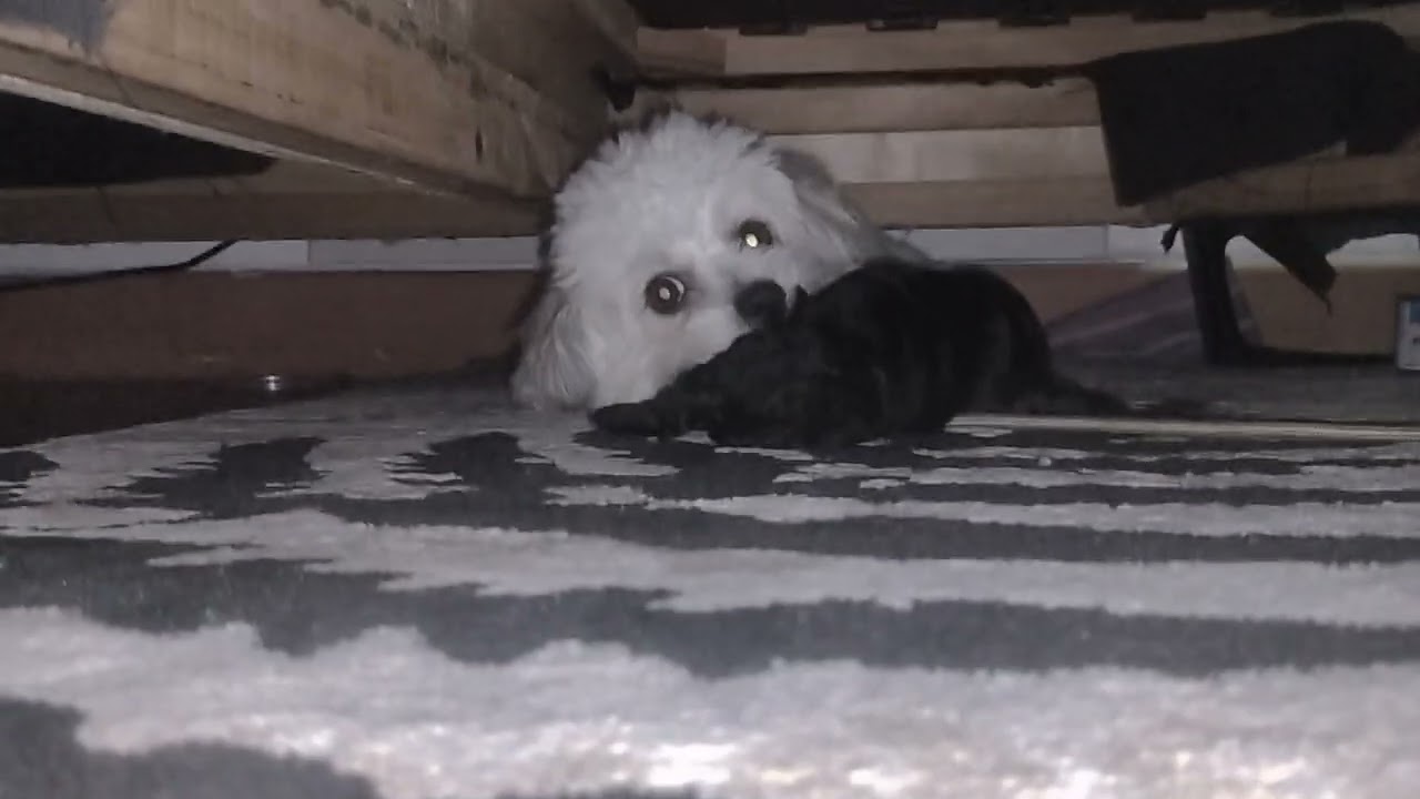 Trying to walk puppy poodle new born learn to walk