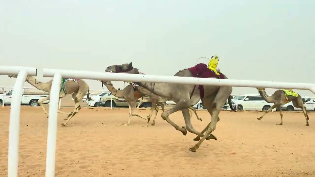 ش 11 بكار حقايق الشبابية ل فهد عبدالله الجروح الشمري