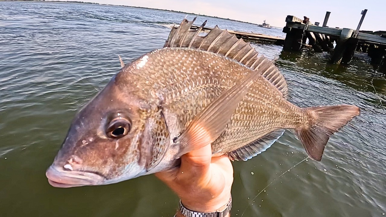 JUMBO Porgies Save the Day! NYC Bay Kayak Fishing