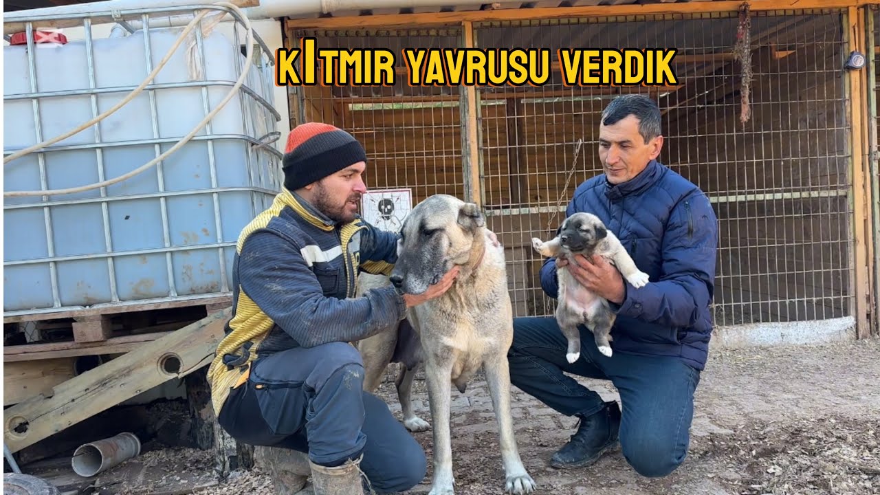 Kurtçu köpeklerden vaz geçti bizi tercih etti  sebebi dinlemeye değer !!!