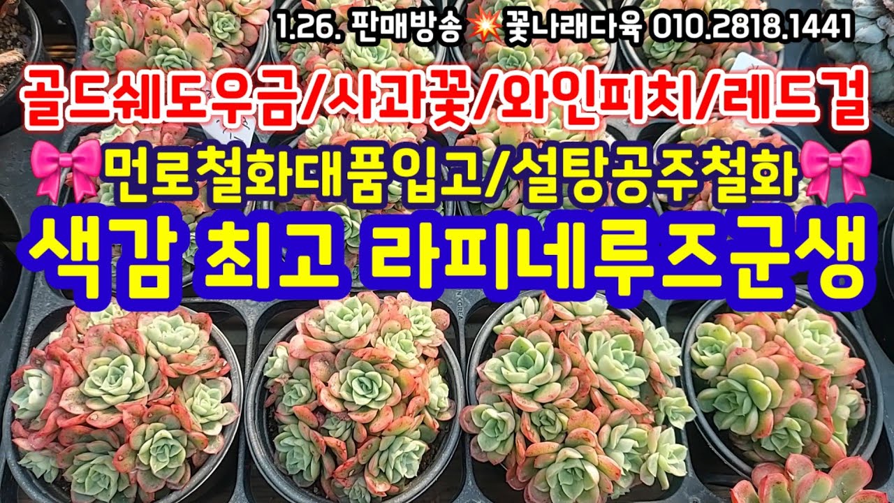 색감 너무 예쁜 라피네루즈, 인기최고 먼로철화대품, 설탕고주찰화, 레드걸, 와인피치, 사과꽃 입고💥꽃나래다육 010.2818.1441 