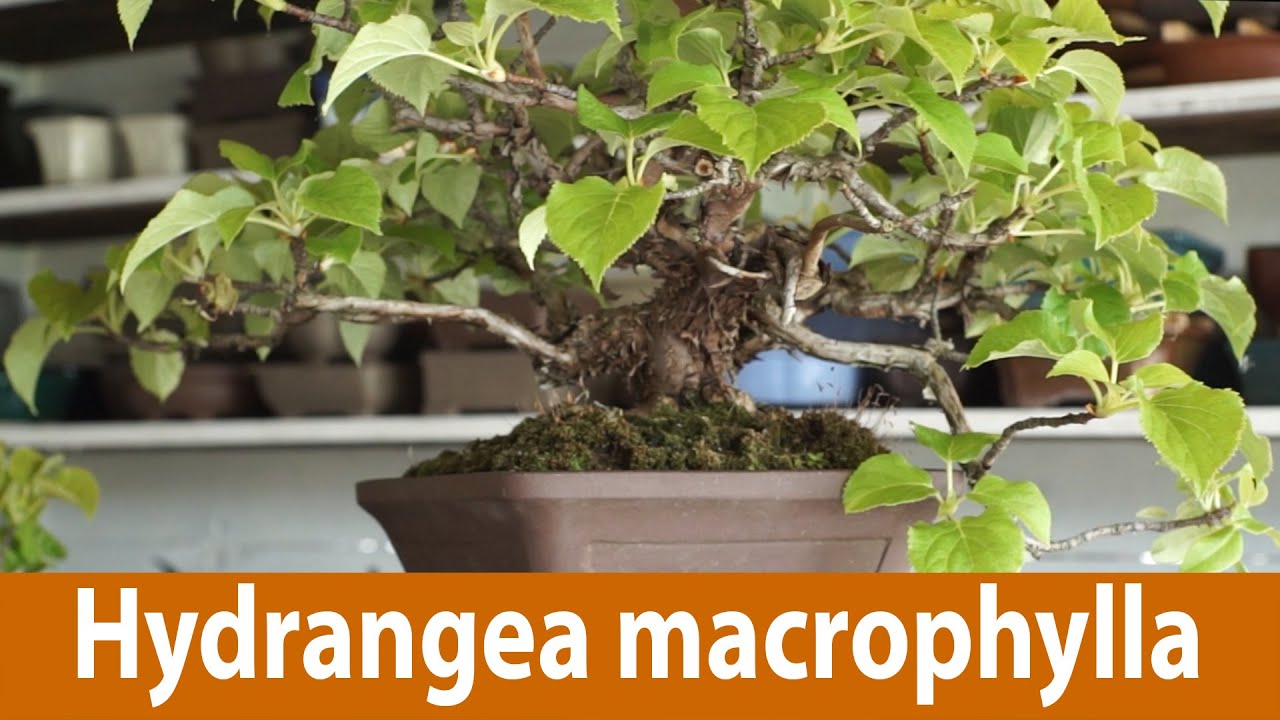121) Hydrangea macrophylla - Japanese Hydrangea Flowering Bonsai